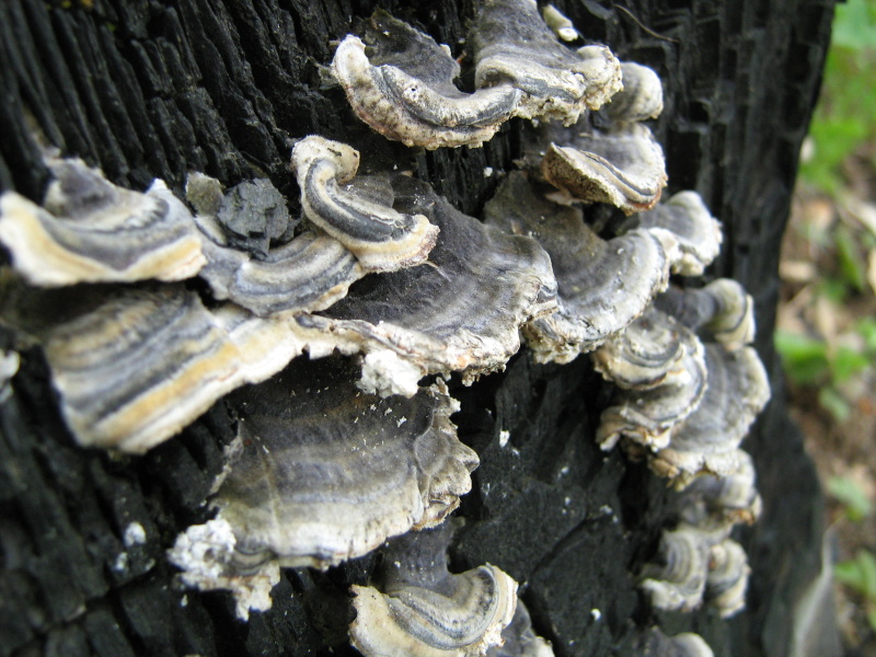 funghetti secondo atto